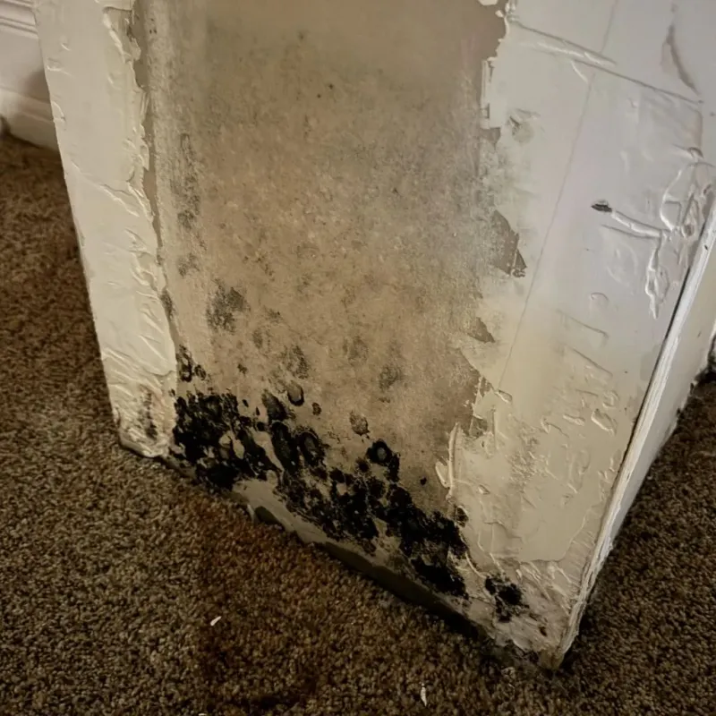 Professional Mold Removal in Pleasant Grove, UT